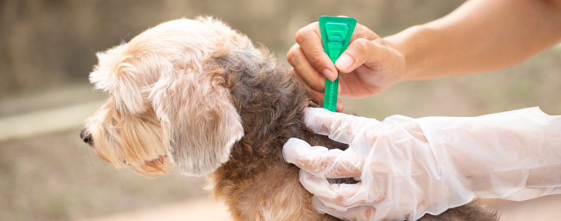 dog receiving frontline antiparasitos