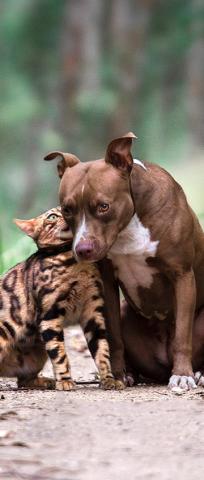 dog and cat